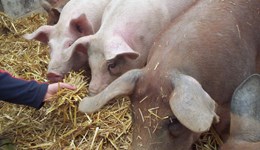 GB finished pig prices continue to move down